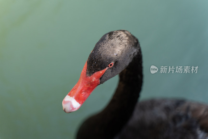 黑天鹅在湖水中特写