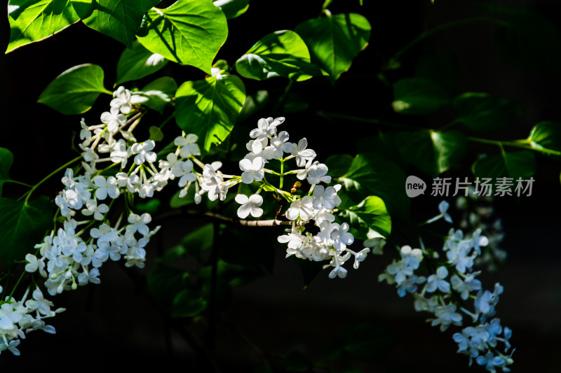 北京北海公园静憩轩盛开的丁香花-DSC_8799