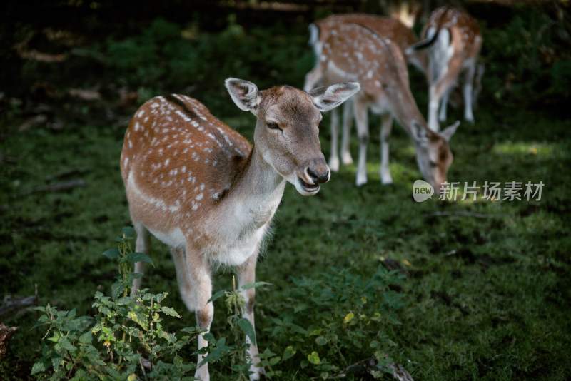 野生动物鹿