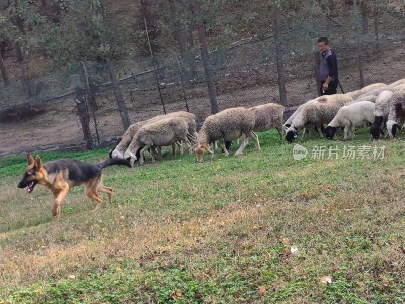 牧羊犬看守羊群的户外放牧场景