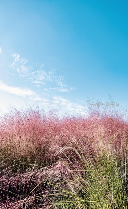 蓝天背景下的粉黛乱子草