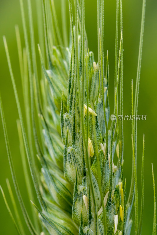 小麦开花麦穗麦子粮食丰收希望谷雨小满