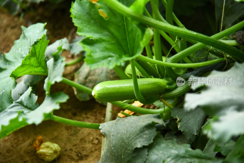 温室大棚蔬菜西葫芦种植