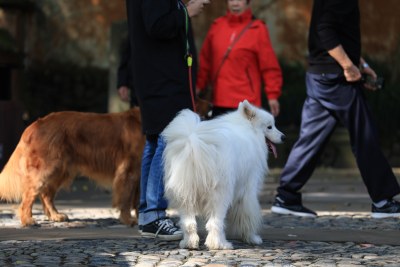 公园散步的萨摩耶犬和金毛犬