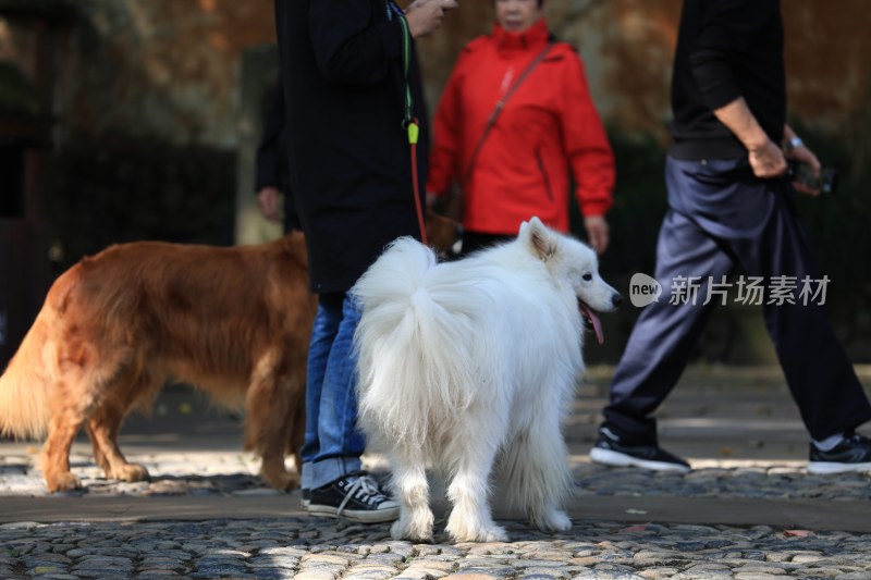 公园散步的萨摩耶犬和金毛犬