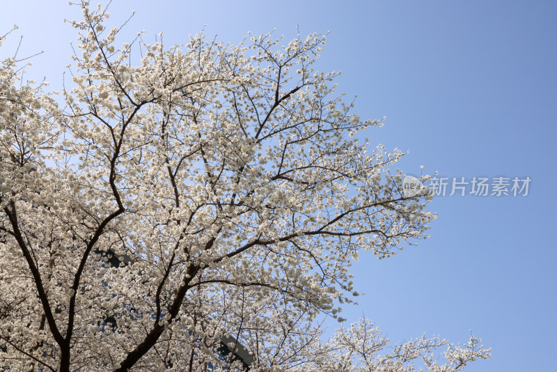 杭州阿里巴巴西溪园区樱花盛开