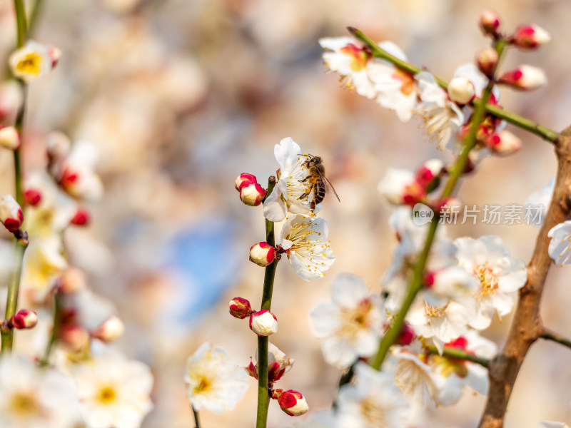 盛开的白梅花间有蜜蜂飞舞