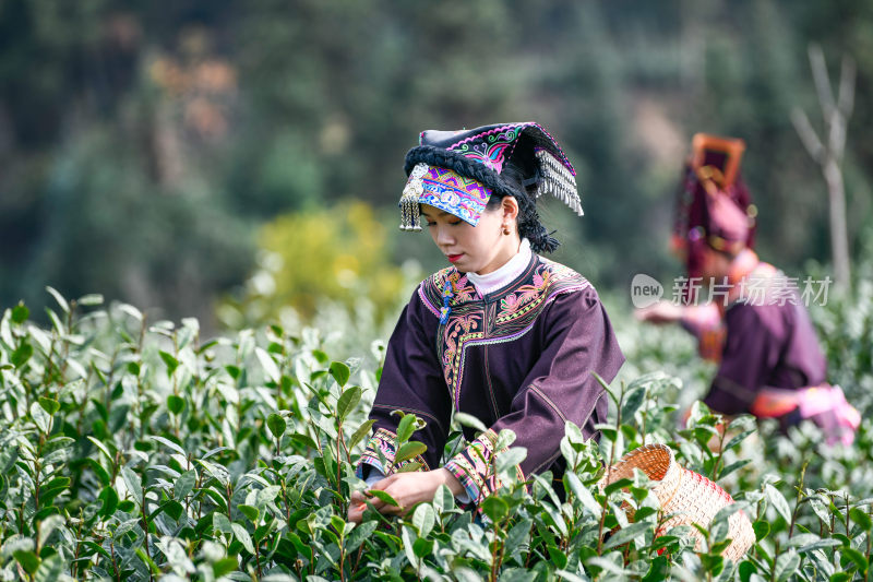 少数民族茶山采茶