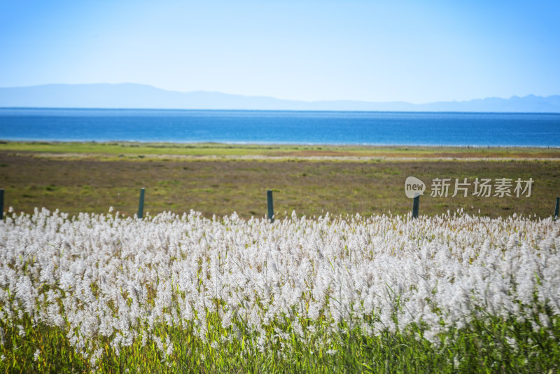 中国青海湖芦苇荡