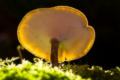 野生菌野生菌蘑菇生长环境菌类山菌