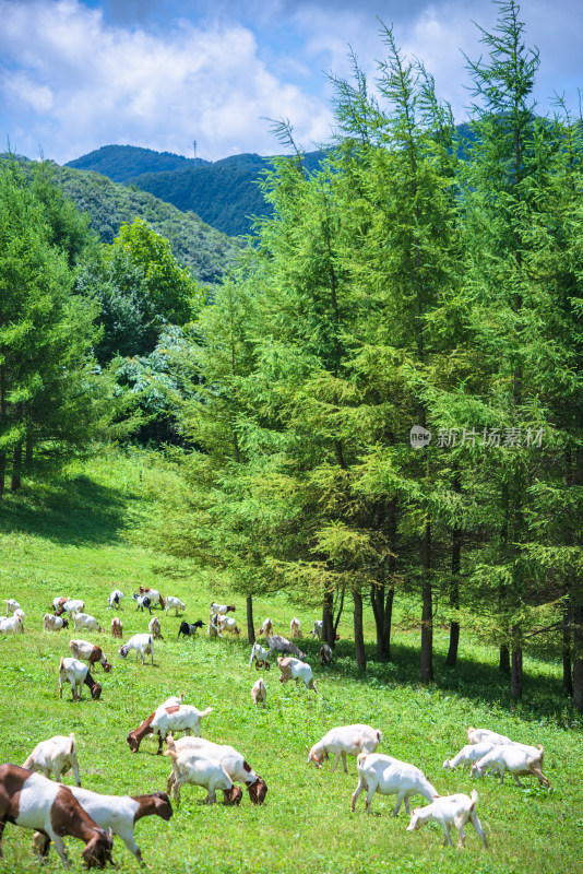 草原牧场羊群吃草