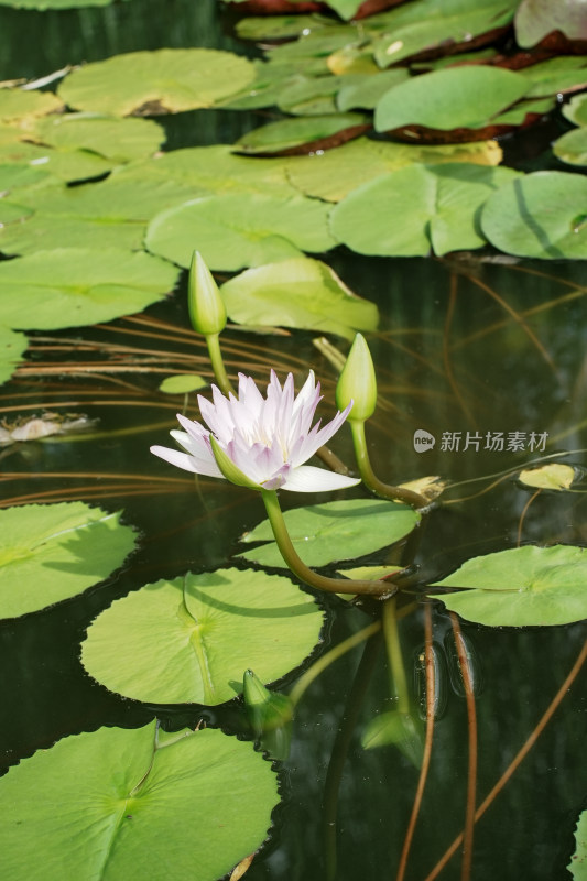 北京国家植物园睡莲