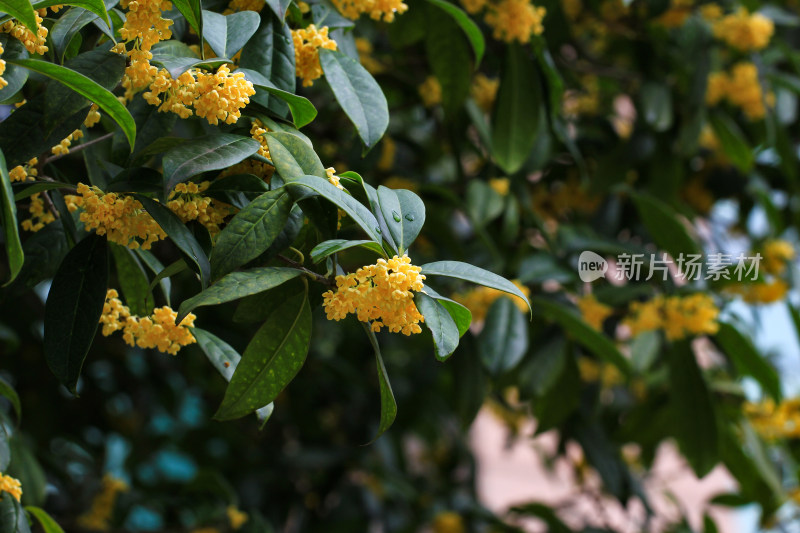 金桂花枝背景素材