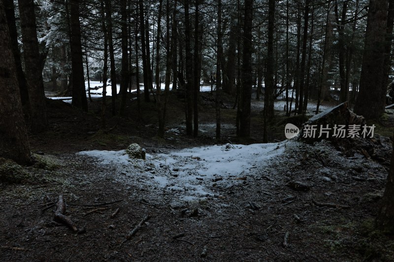 雪后森林地面景象