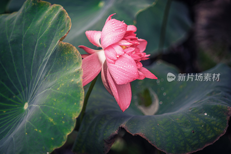 夏天雨后的荷花挂满水珠