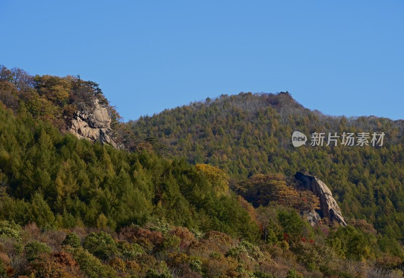 漫山枫叶