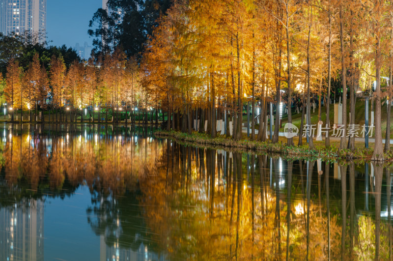 佛山千灯湖南海活水公园落羽杉红叶夜景灯光