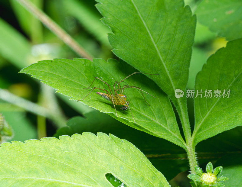 叶上蜘蛛特写镜头