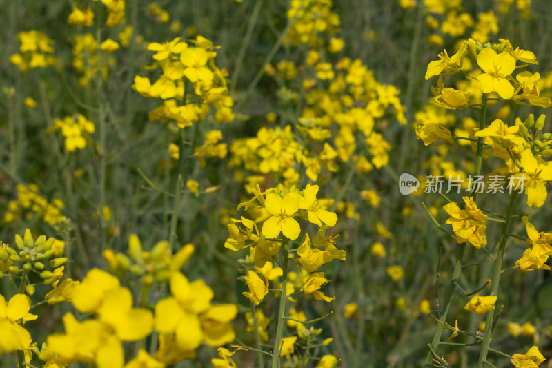 美丽的黄色油菜花田近景特写