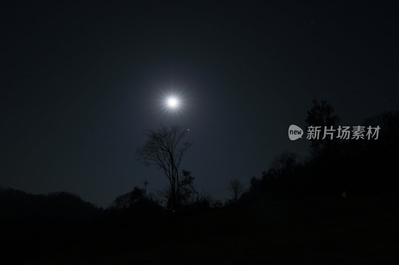 夜空中明亮月光下的树影剪影