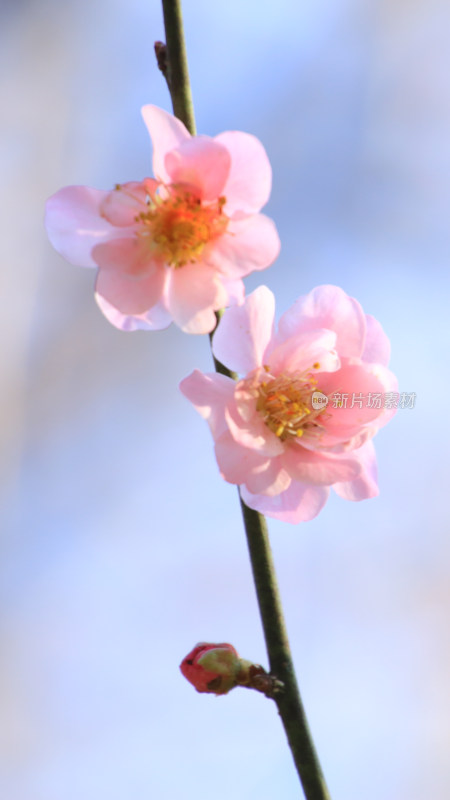 两朵盛开粉色梅花特写