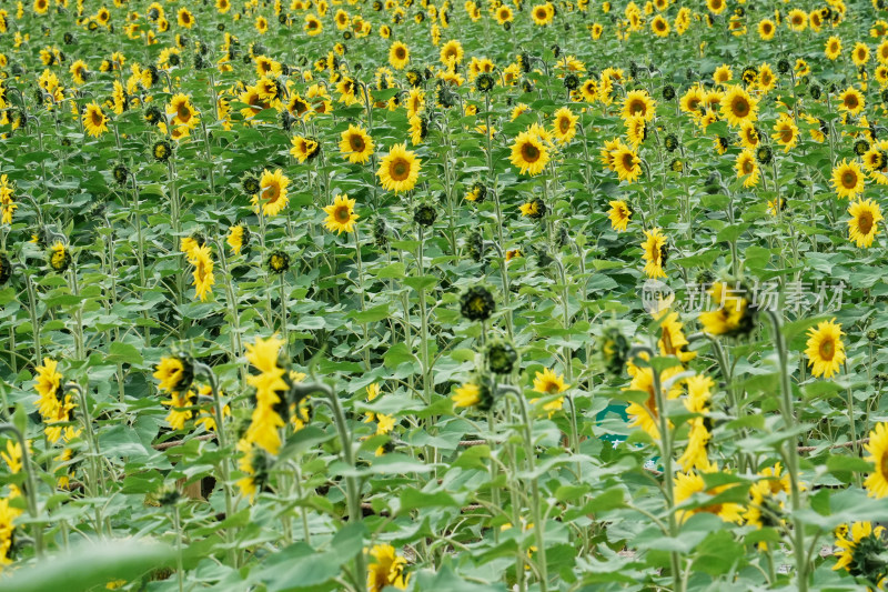 北京温榆河公园向日葵花田