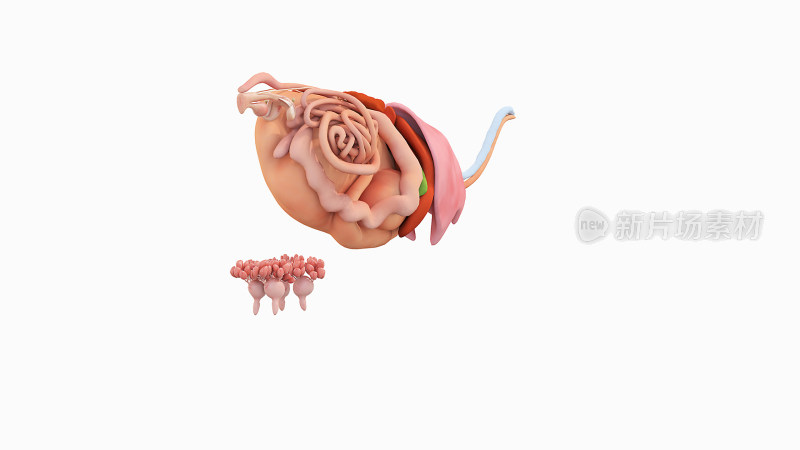 牛医学解剖家畜解剖生物科学医学生物