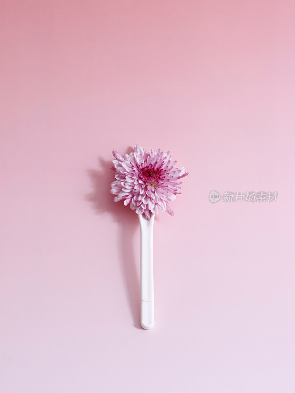 粉色的鲜花小雏菊