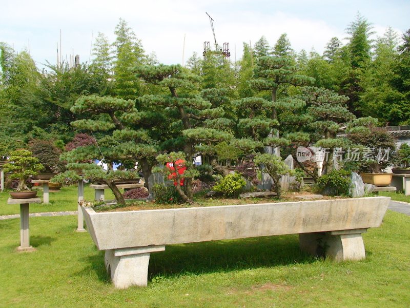 黄山鲍家花园盆景