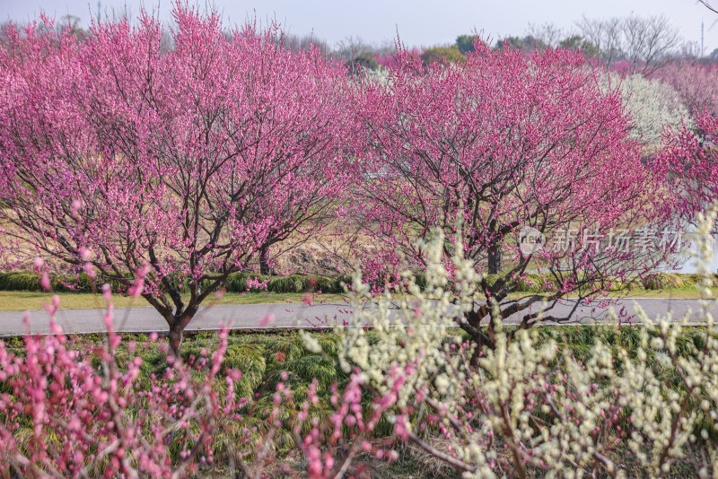 花开海上梅花节