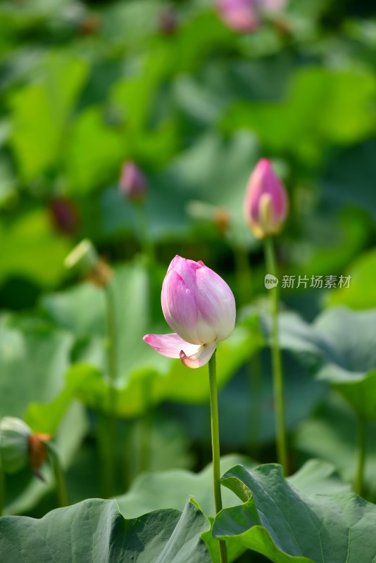 莲花荷花荷花池