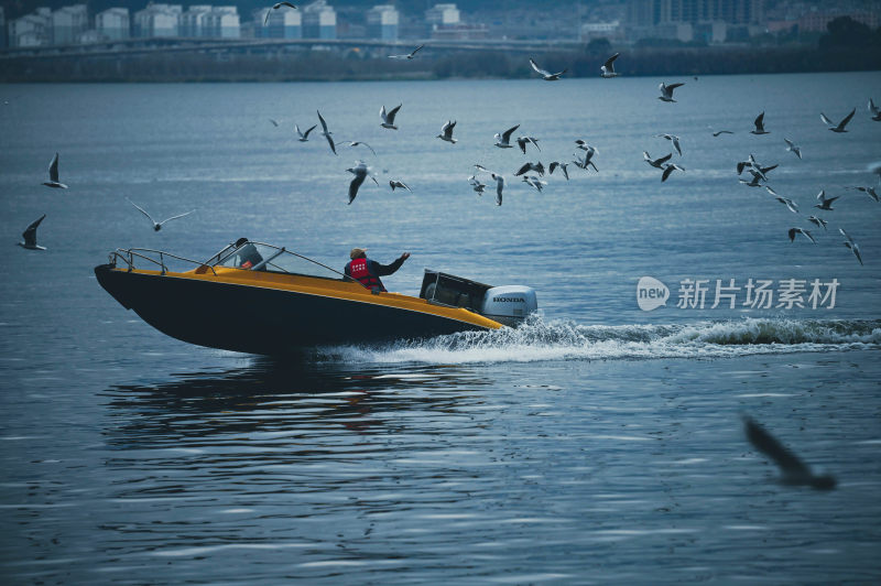 人驾快艇在水面引海鸥跟随