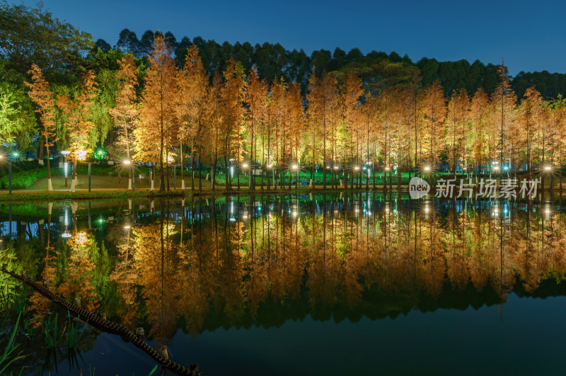 佛山千灯湖南海活水公园落羽杉红叶夜景灯光