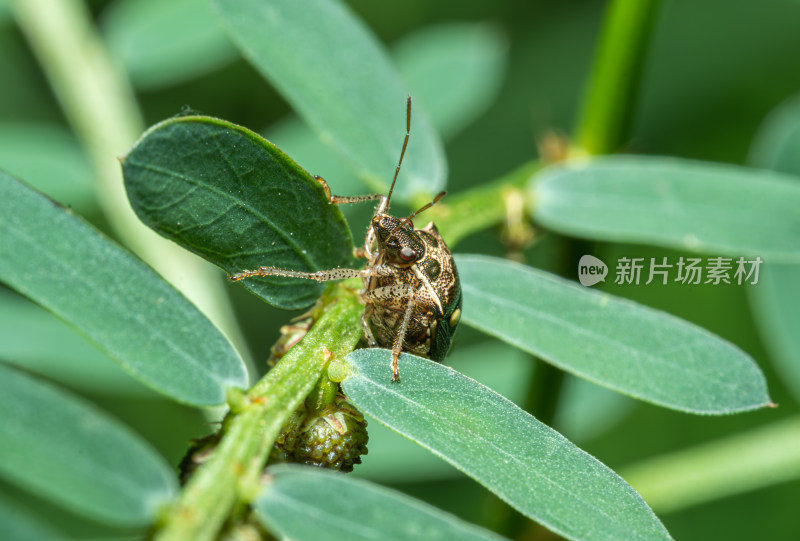 叶上昆虫蝽特写镜头