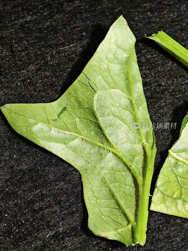 绿色植物叶片特写