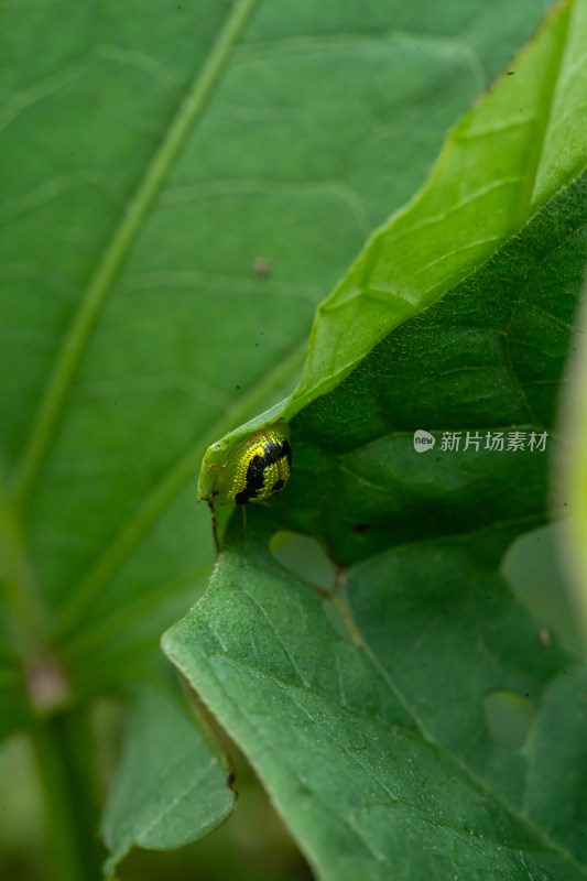 在草丛里觅食的甲虫