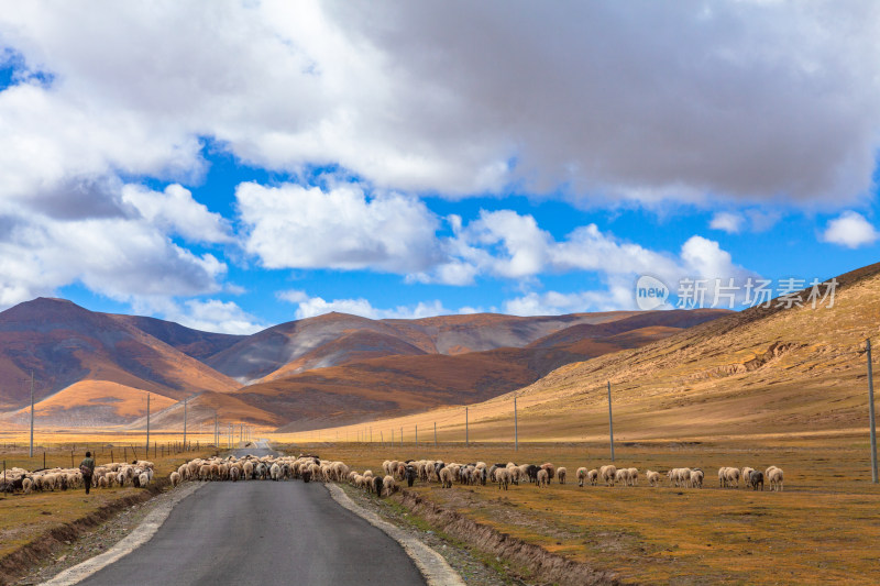 西藏高原道路上的羊群