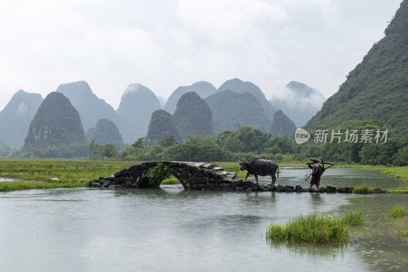 广西桂林状元桥老人牵牛放牧意境风光