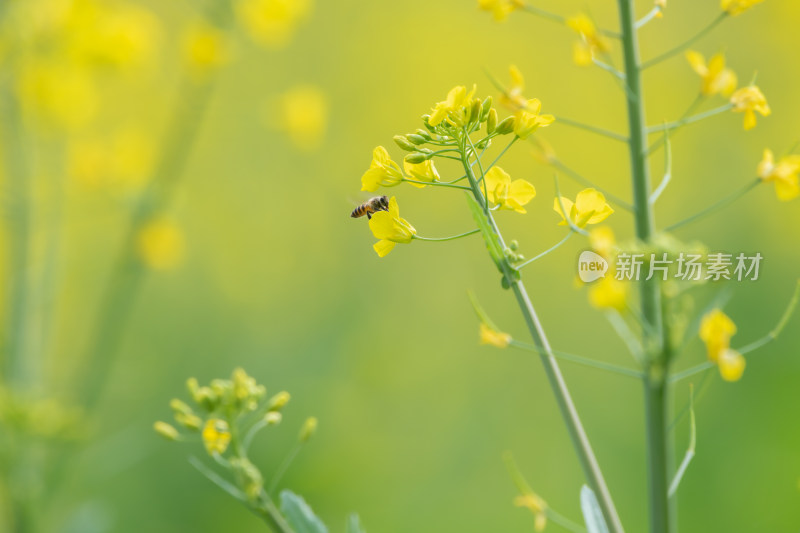 春天油菜花盛开