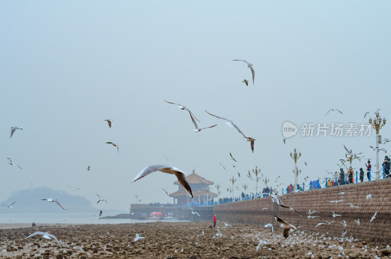 青岛栈桥，冬天时海鸥成群飞舞