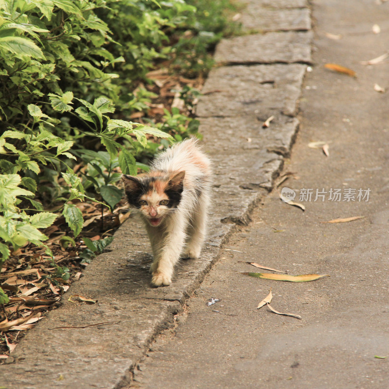 路边行走的野猫