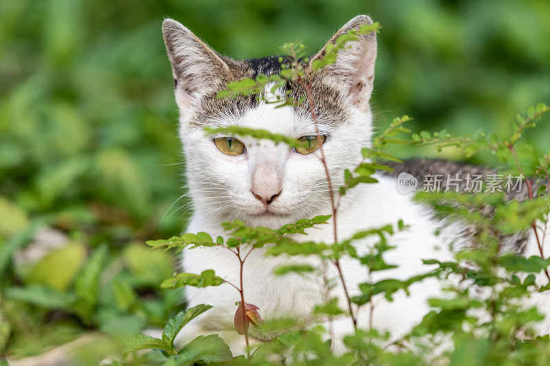 小猫咪、狸花猫、宠物猫