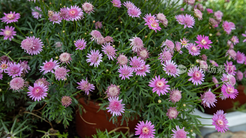 菊花，玛格丽特