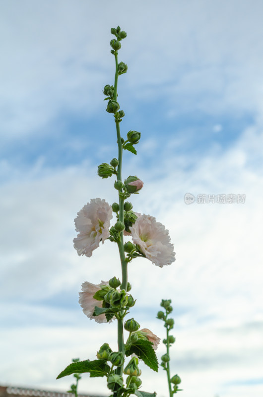 茂盛的粉色蜀葵