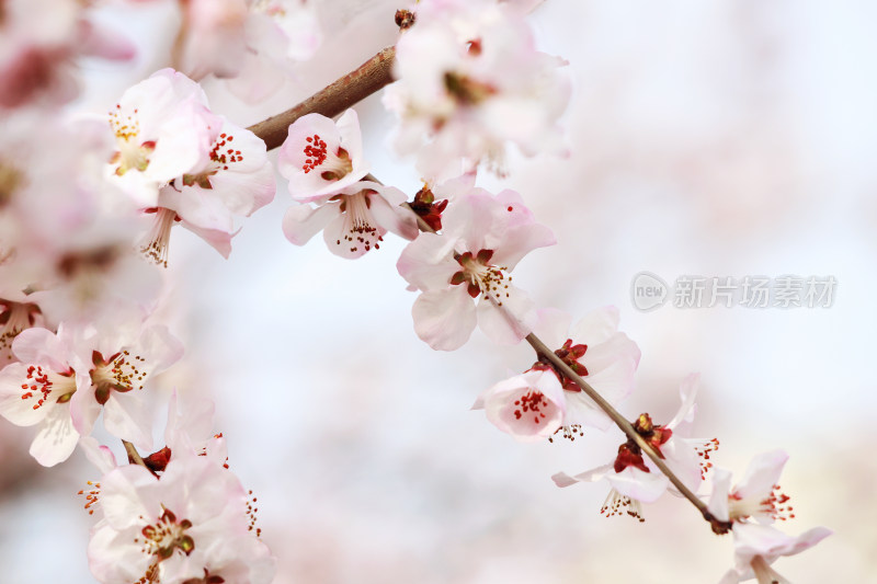 北京国家植物园春天的山桃花