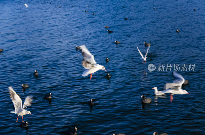 云南丽江泸沽湖海鸥水鸟野生动物