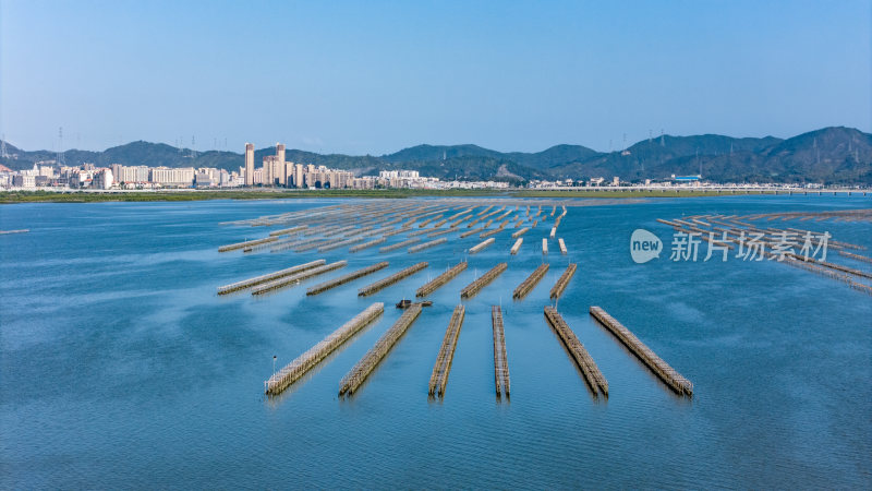 惠州市盐洲岛生蚝海上养殖场