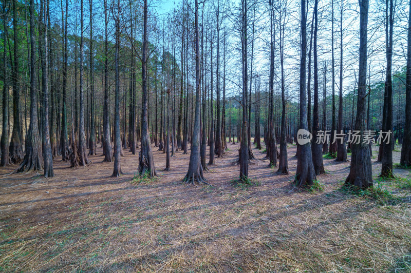 广州番禺大夫山森林公园干涸山塘与落羽杉林