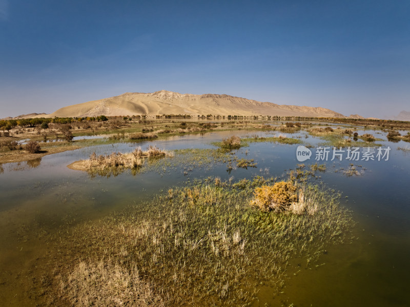 水上胡杨林