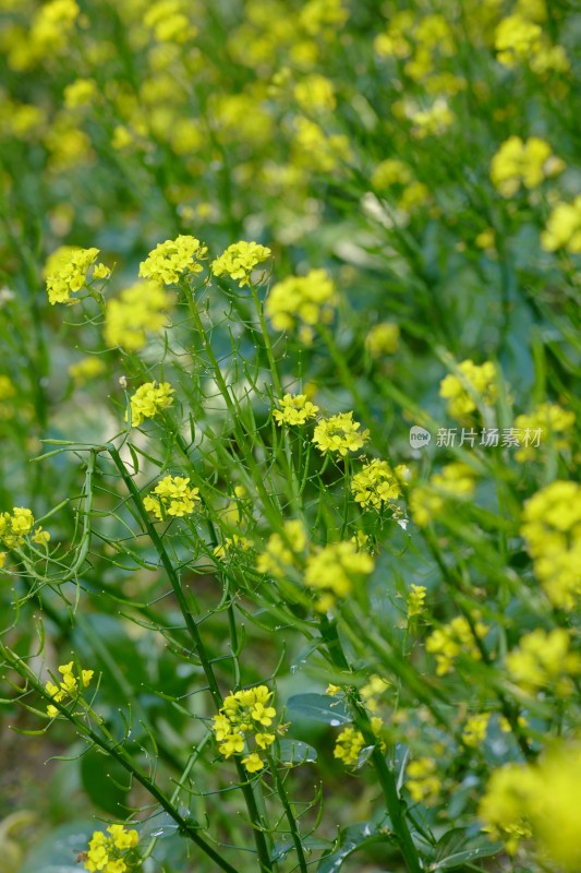 厦门园博苑的油菜花